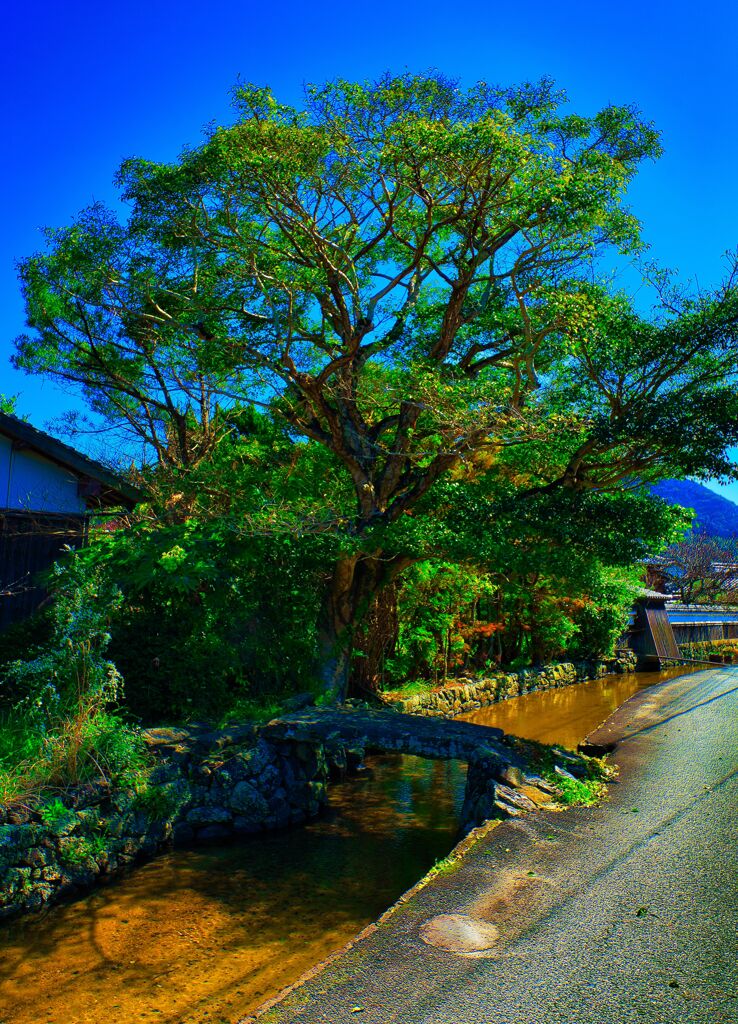 藍場川の静かな佇まい②　(山口県萩市 )