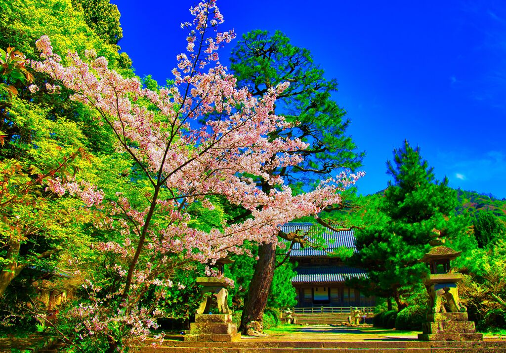 桜咲く春日和の東光寺　(山口県萩市 )