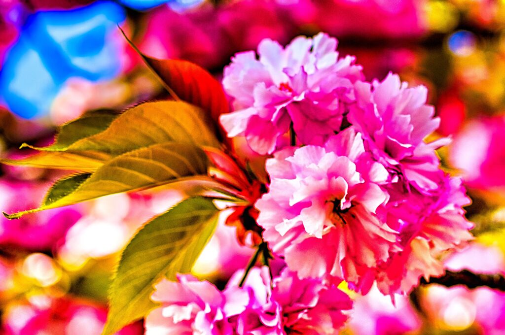八重桜⑤（萩城跡）