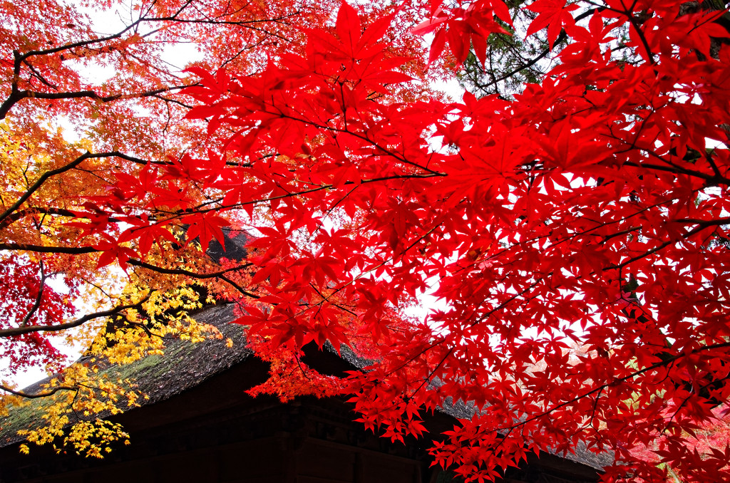 仏殿付近の紅葉③　平林寺にて