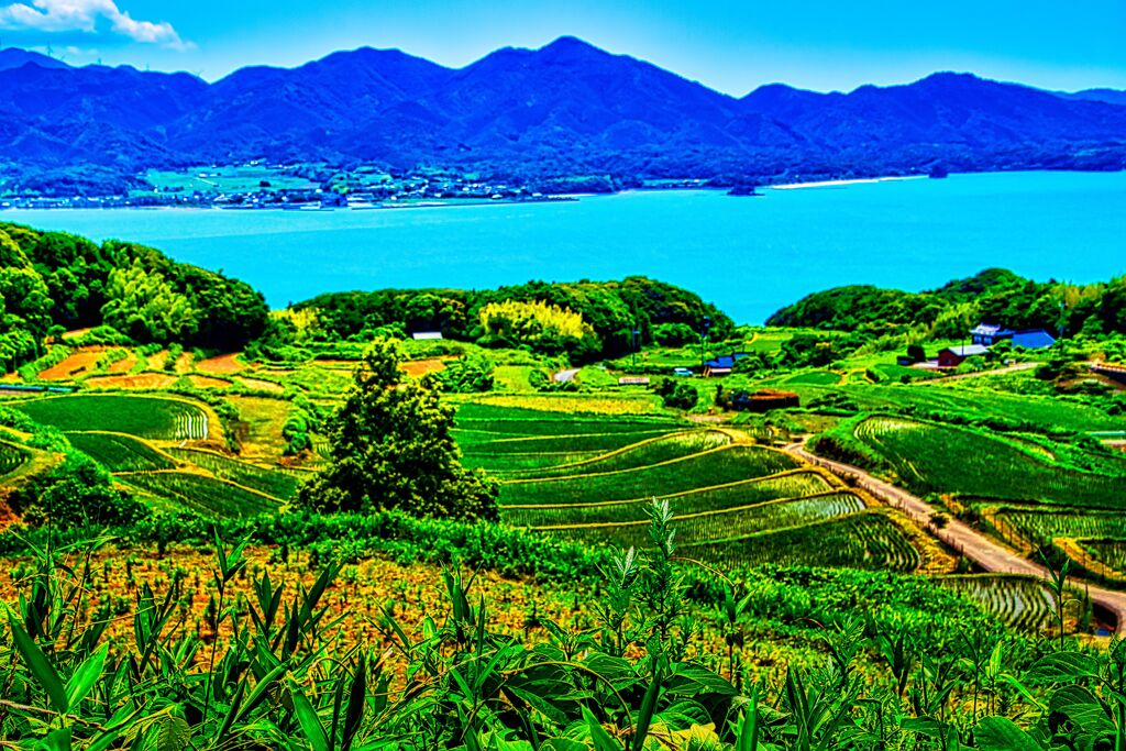 油谷の棚田③（長門市）