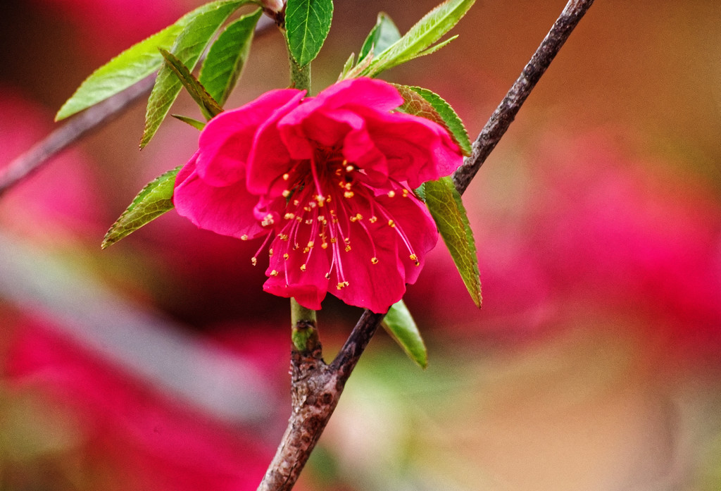 御神木の花 厄除け桃（枝垂れ桃）②　川越八幡宮にて