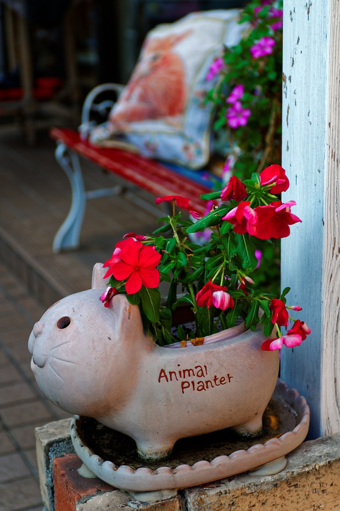 Animal Planter　谷中にて