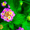 小さな紫陽花のような ランタナ　（山口県萩市）