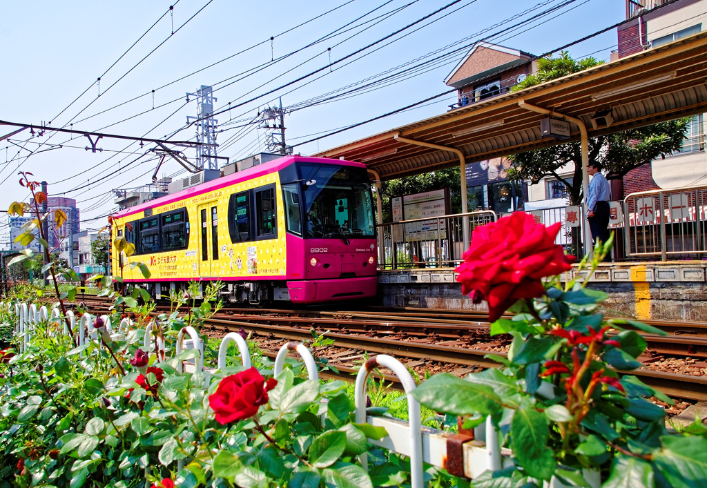 電車到着　薔薇がお出迎え　荒川車庫前駅