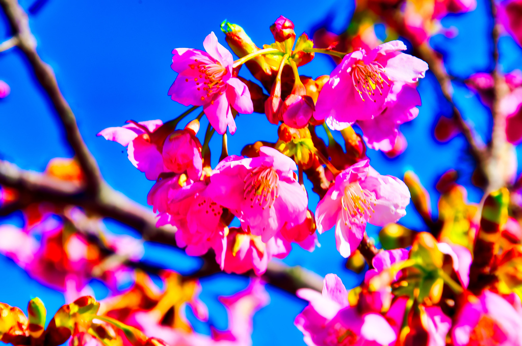 青空バックに映える河津桜は美しい①