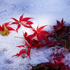 雪の上に真っ赤なもみじ　平林寺にて