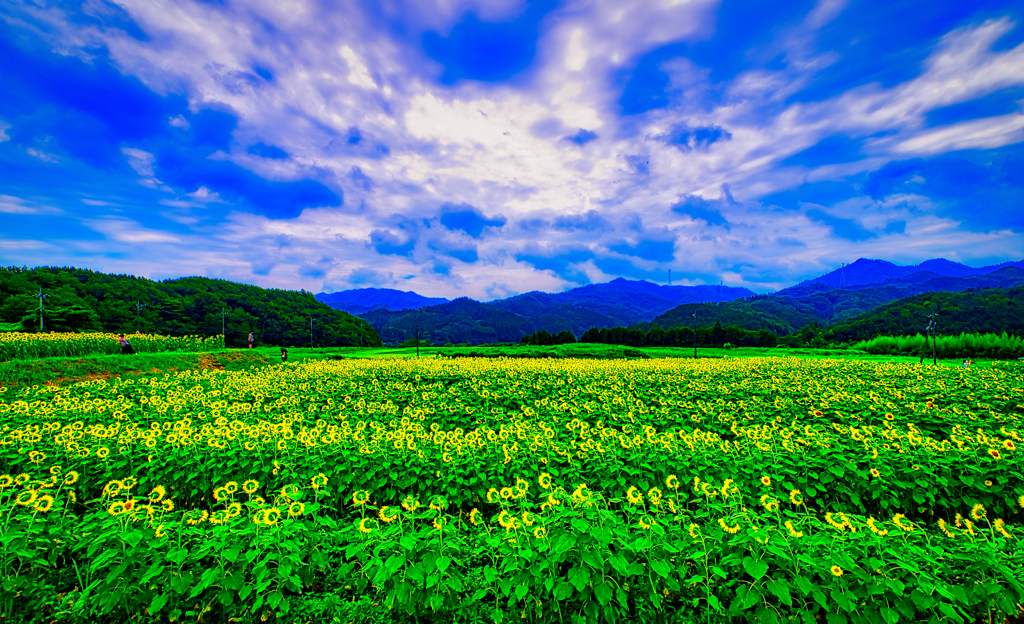 清々しい風景 ひまわり畑（萩市）