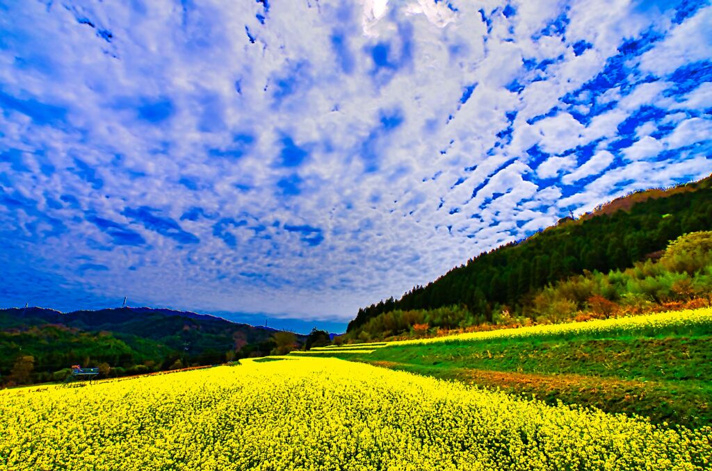 菜の花畑の上に巻積雲（萩市）