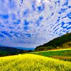 菜の花畑の上に巻積雲（萩市）