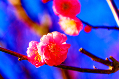 麗しい花色 紅梅②（山口県萩市）