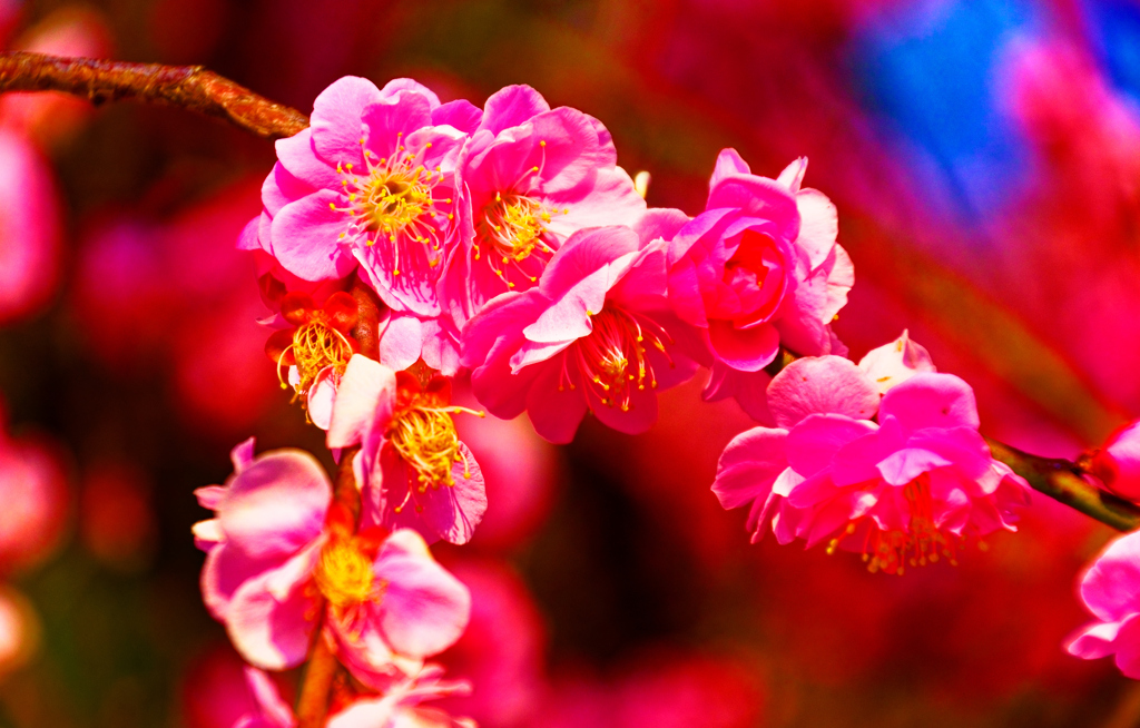 春告草 梅の花（山口県 防府天満宮）