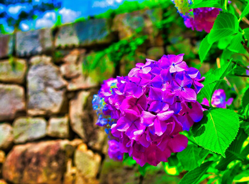 石垣の周りを彩る 紫陽花①　（萩市 萩城）
