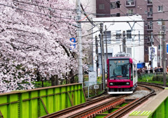 カメラマン勢ぞろいの中、満開の桜の中を行く都電荒川線