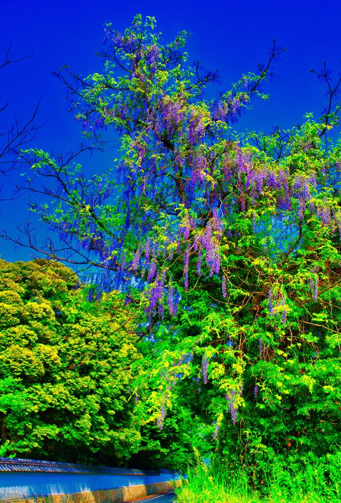 樹上に藤の花　(山口県萩市 城下町)