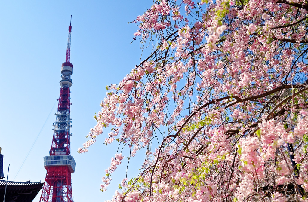 東京タワーバックに枝垂桜②　増上寺にて