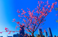 河津桜　（上野 不忍池）