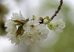 別所沼公園のウコン桜・・・黄桜酒造の名前の由来となった桜（３）