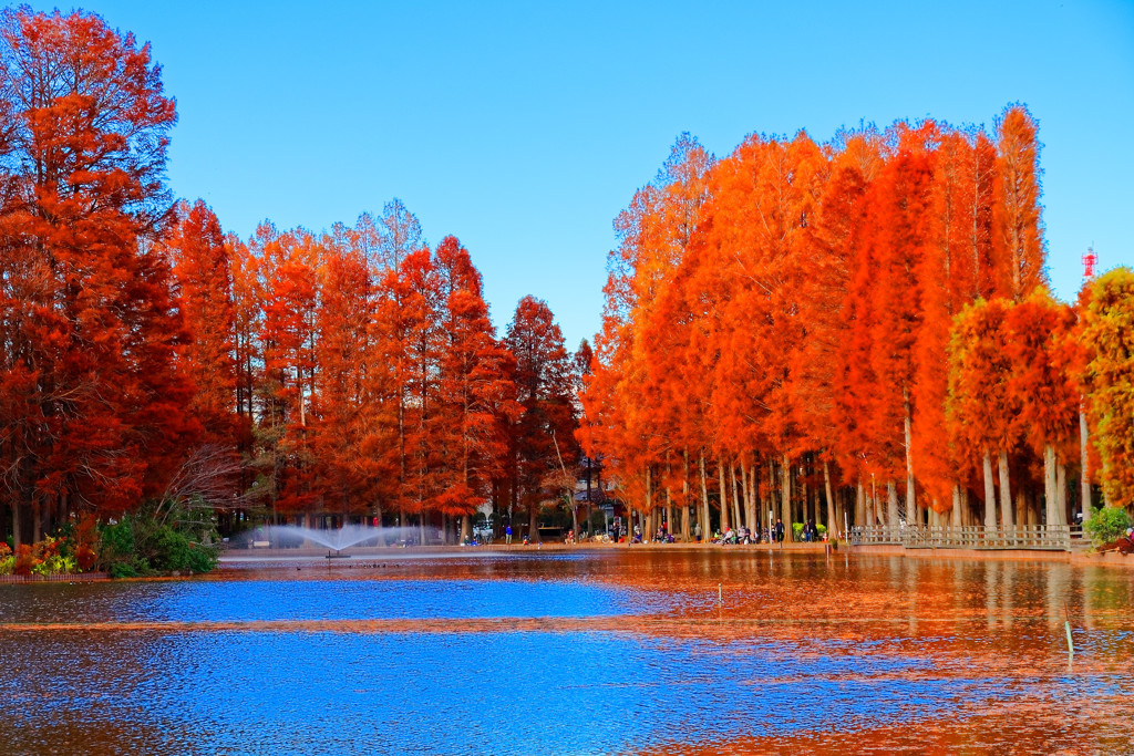 色付きもピーク メタセコイアの紅葉 さいたま市 別所沼公園 By Tune Id 写真共有サイト Photohito