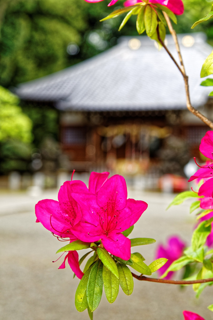 ツツジ どアップ！　平塚神社境内（２）
