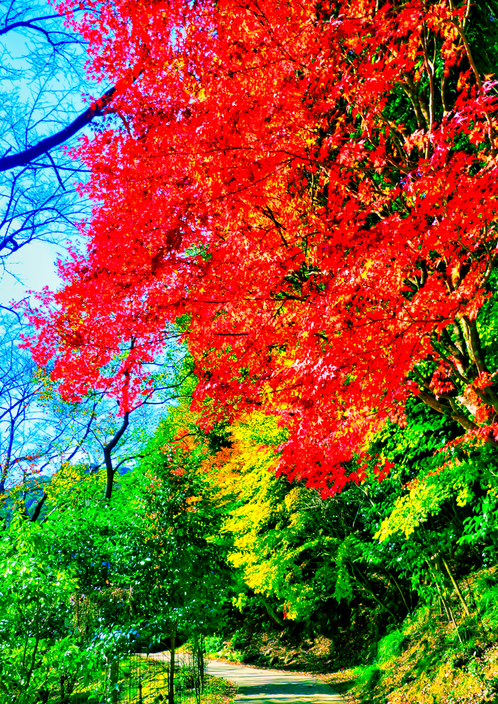 大寧寺の紅葉⑧（山口県長門市）