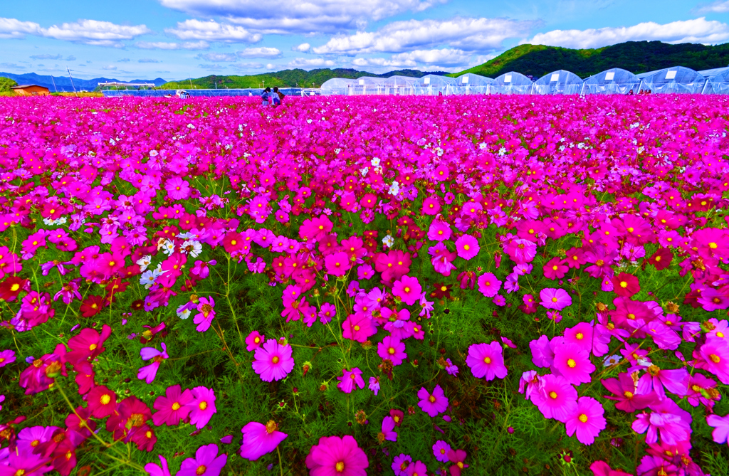 澄み切った秋空の下で秋桜畑（花の海）