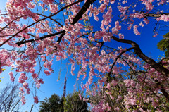 東京タワーバックに枝垂桜③　（芝公園）