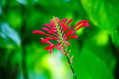 紅筒花　夢の島熱帯植物館にて