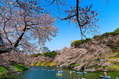 満開の桜とボート　（千鳥ヶ淵）