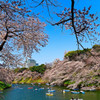 満開の桜とボート　（千鳥ヶ淵）
