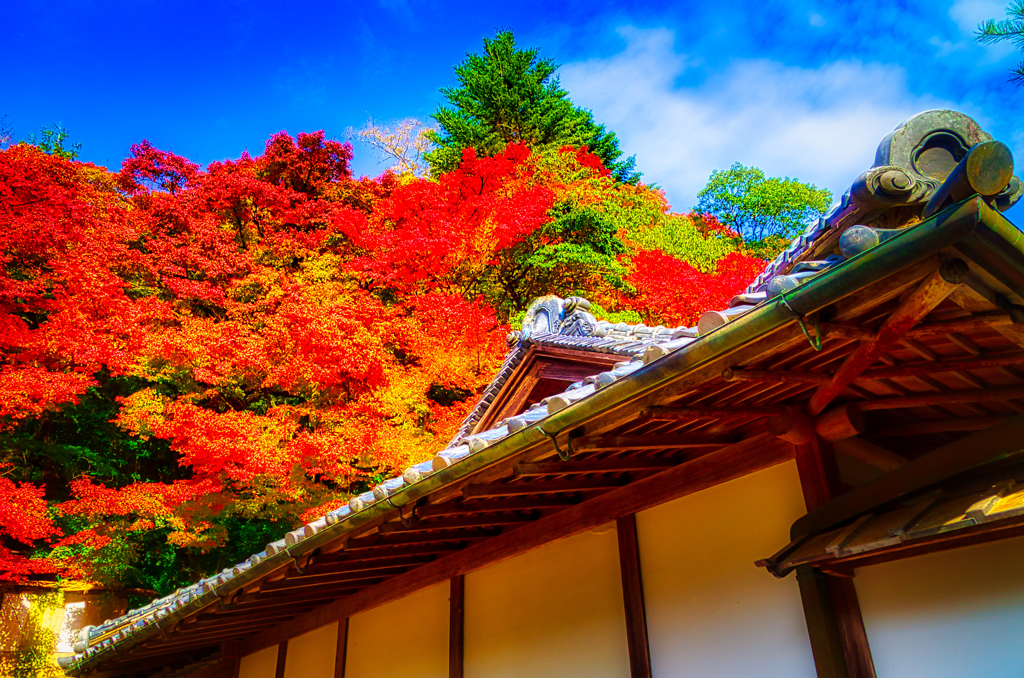 楽山荘から見上げるところにも美しき紅葉