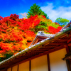 楽山荘から見上げるところにも美しき紅葉
