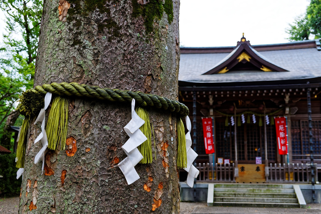 しめ縄と青渭神社　深大寺周辺にて
