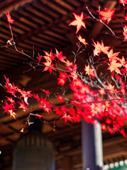平林寺の紅葉　鐘楼にて（２）