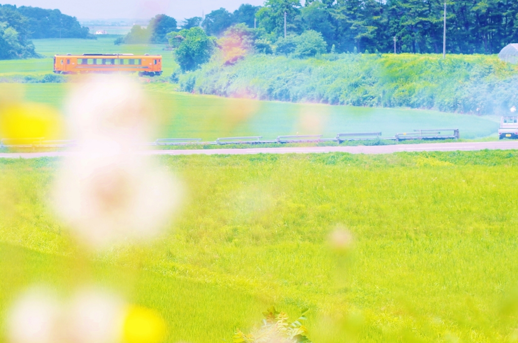 野の花メロス