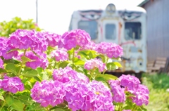 紫陽花と香取慎吾列車