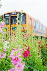 初夏の花とメロス①