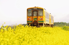 今更ですが(^_^;)菜の花メロス！