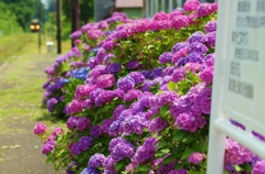 紫陽花メロス_H27