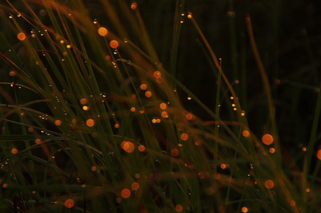 雨上がりの朝に