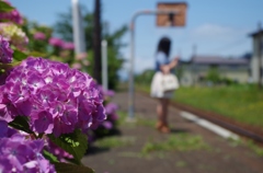 紫陽花と無人駅