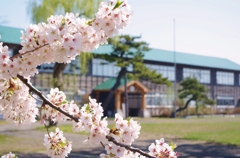 廃校になった校舎と桜