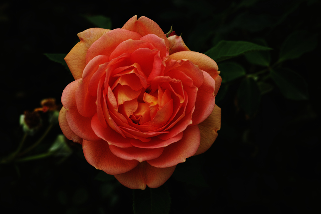 薔薇