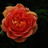 薔薇