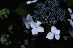 DP2M0602