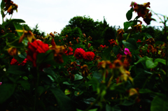 秘密の花園