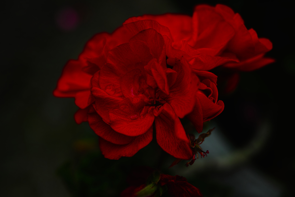 花2