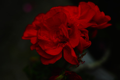 花2