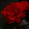 花2