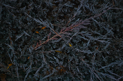 雑草